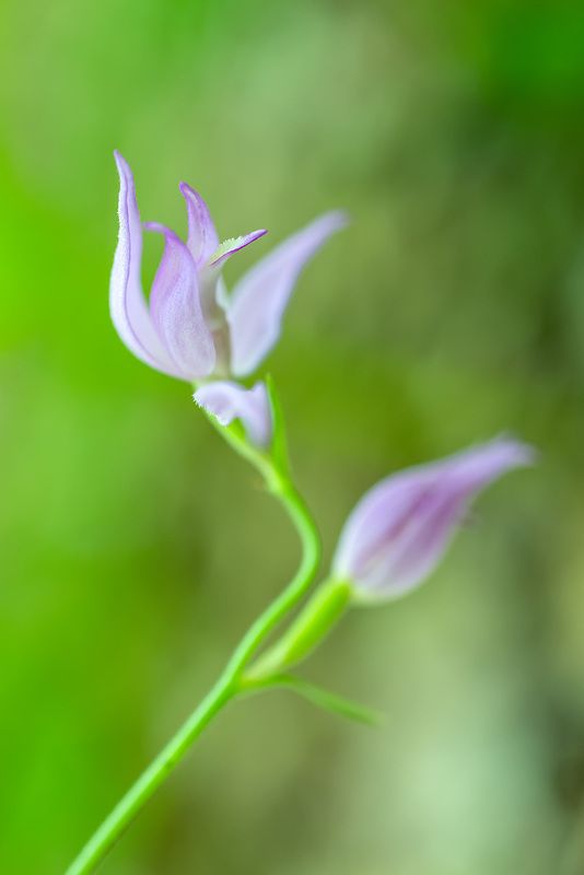 Нежность фото превью