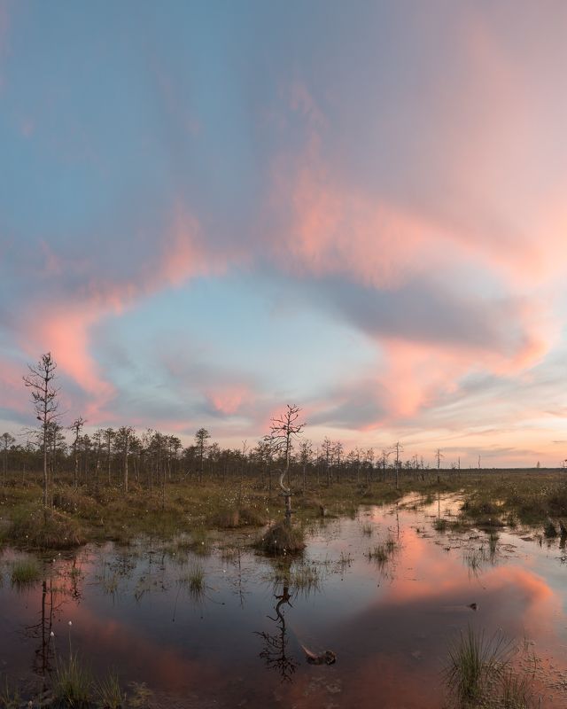 новгородская область, Болотные истории фото превью