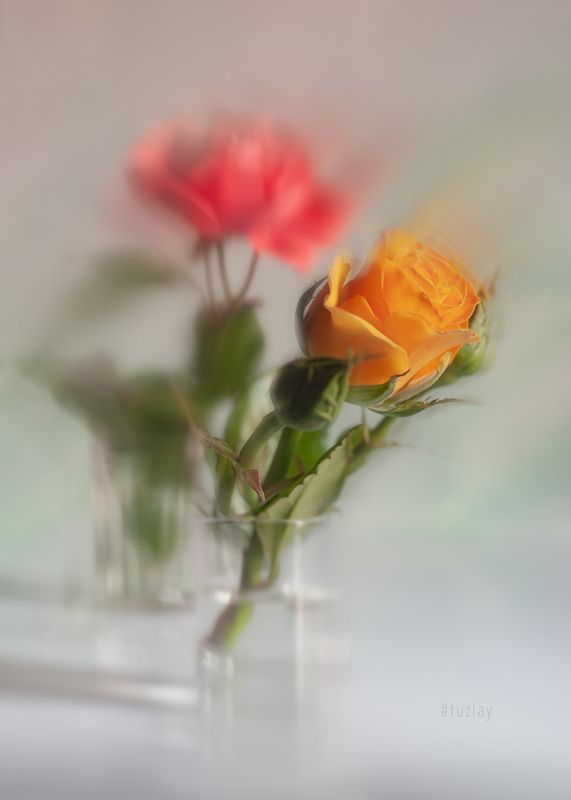 жёлтая роза, розы Жёлто-розовая фантазия фото превью