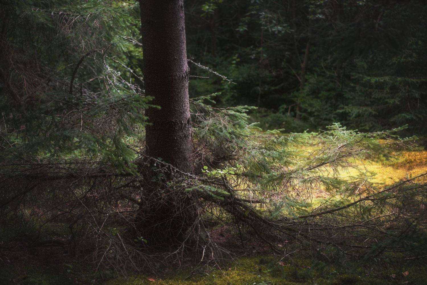 , Александр Чорный