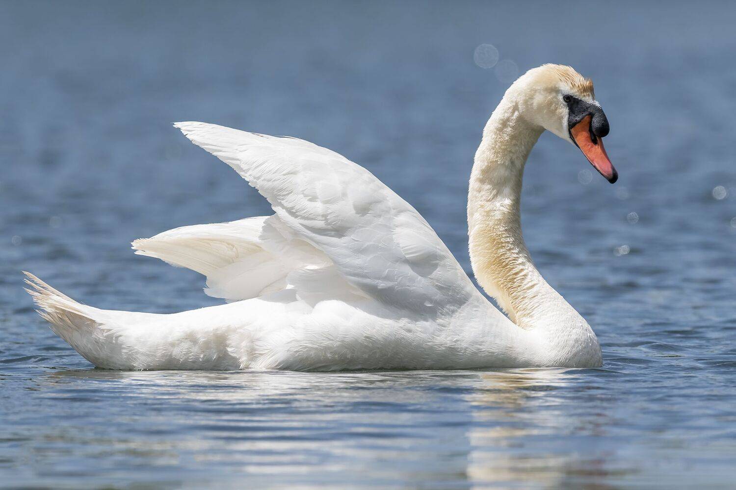 , Fernando Burgalin Sequeira