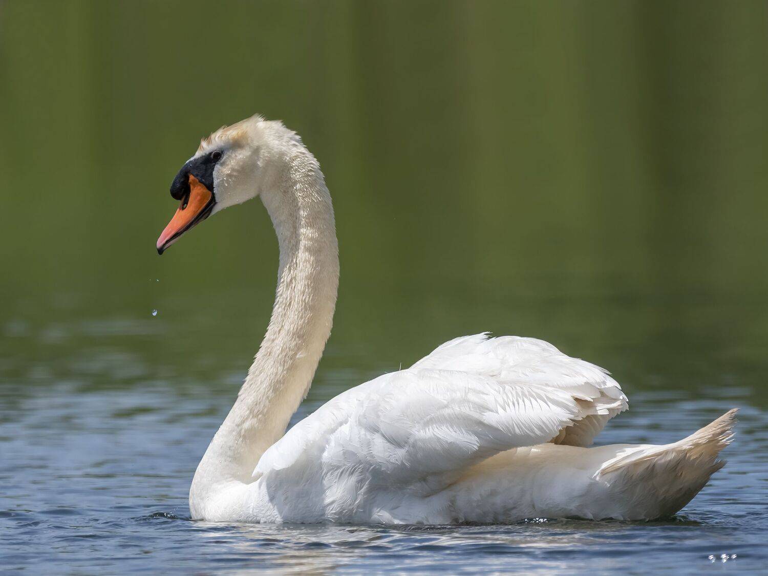 , Fernando Burgalin Sequeira