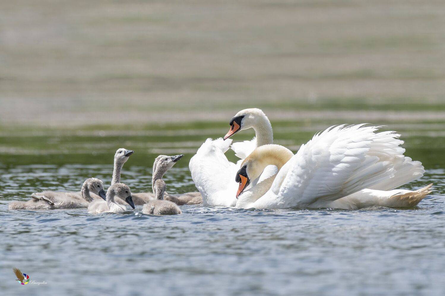 , Fernando Burgalin Sequeira