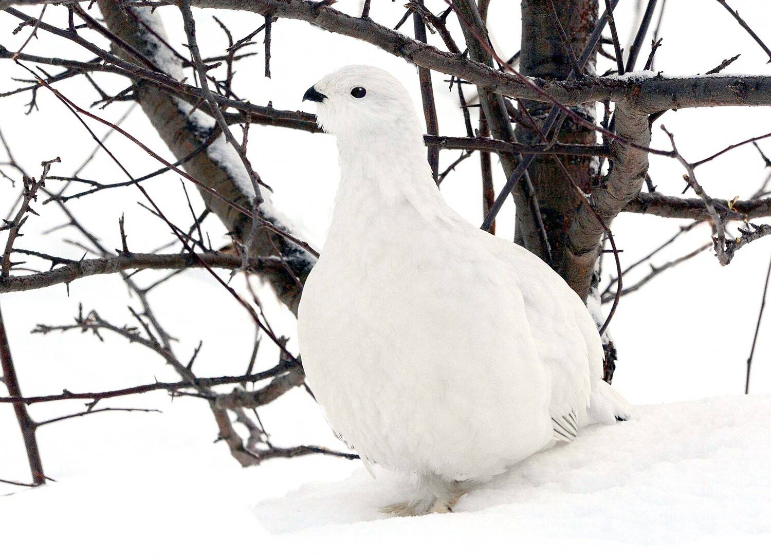 белая куропатка., Михаил Белоусов