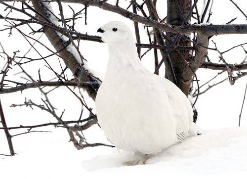Зимний камуфляж.