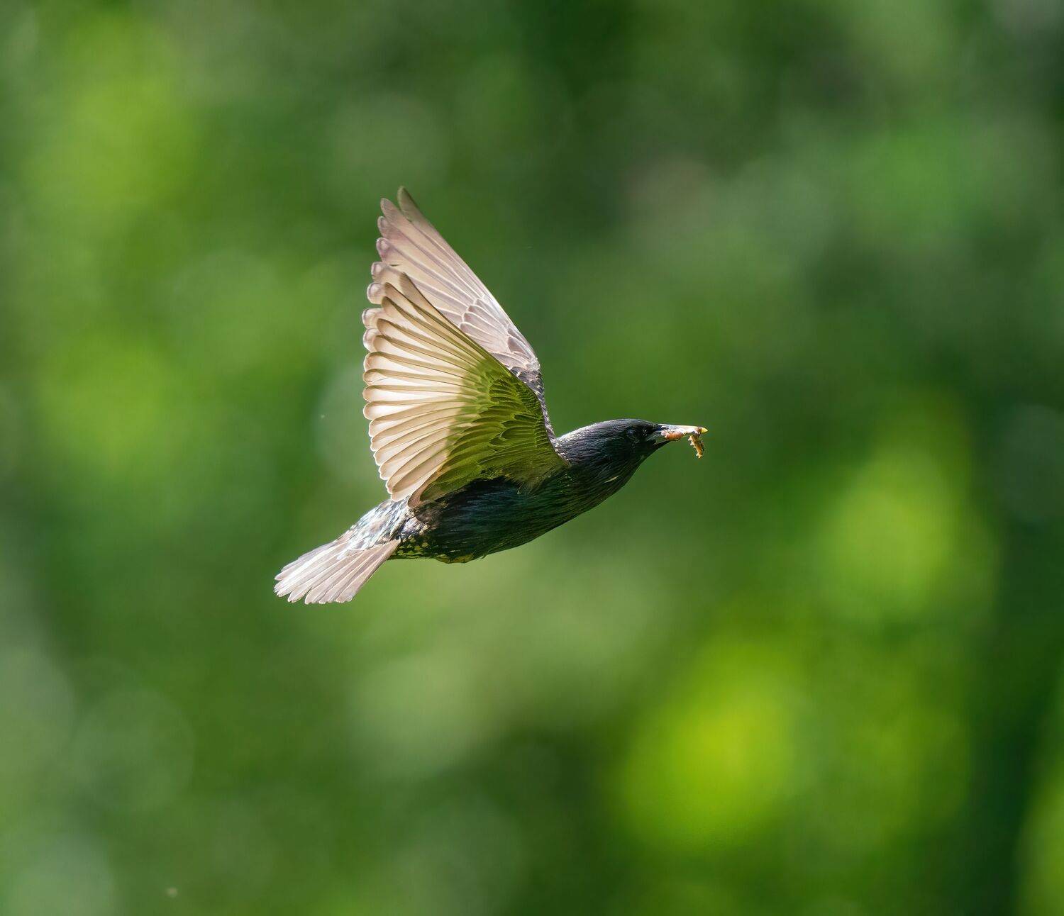 , Константин Дэм