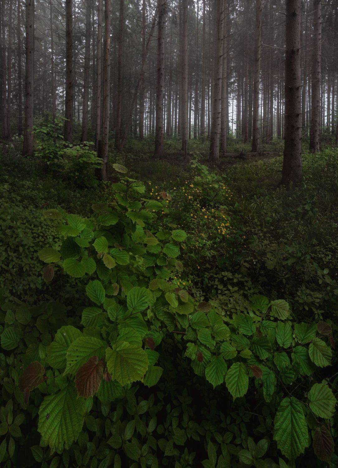 лес, свет, утро, природа, Баранов Олег