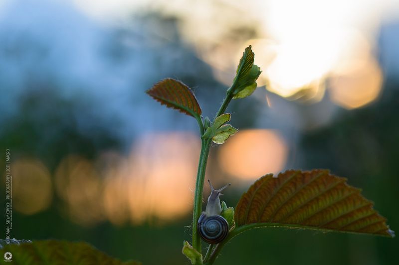 Adventures of Snails | Пригоди равликів. фото превью
