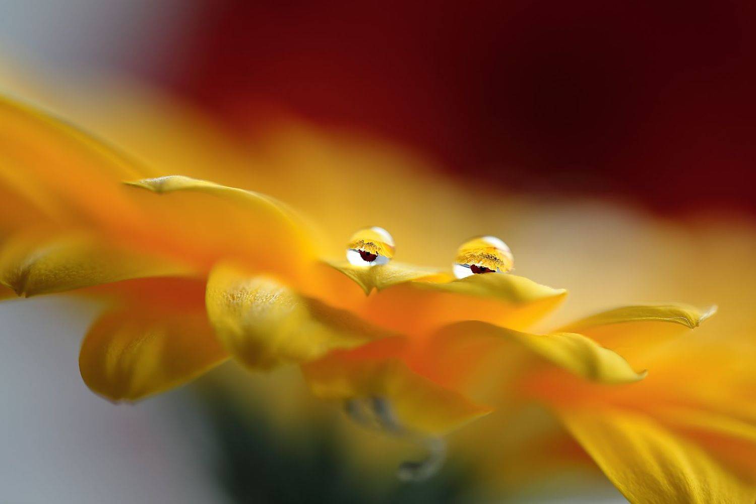 капли, макро, свет, цветы, Евгений Паршуков