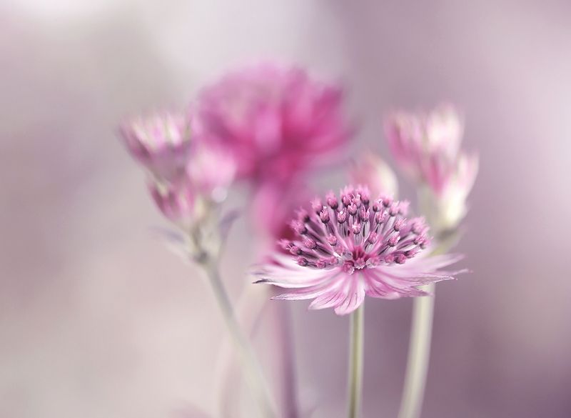 Astrantia фото превью