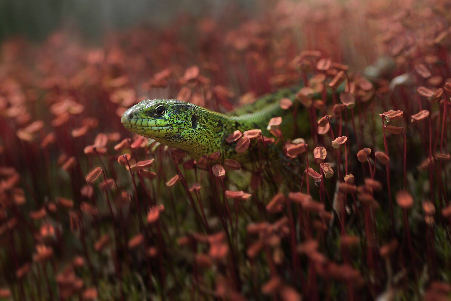 , Лапшина Владлена