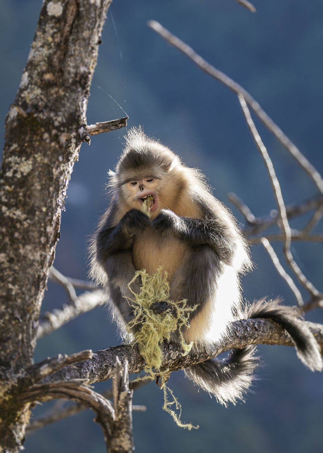 animal, monkeys, wildlife, nature, black snub-nosed monkey,, Токарев Олег