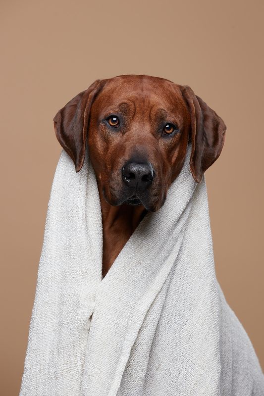 собака, портрет, риджбек Банный день фото превью