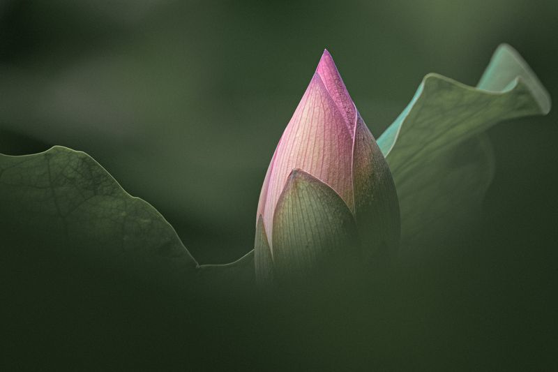 Lotus фото превью