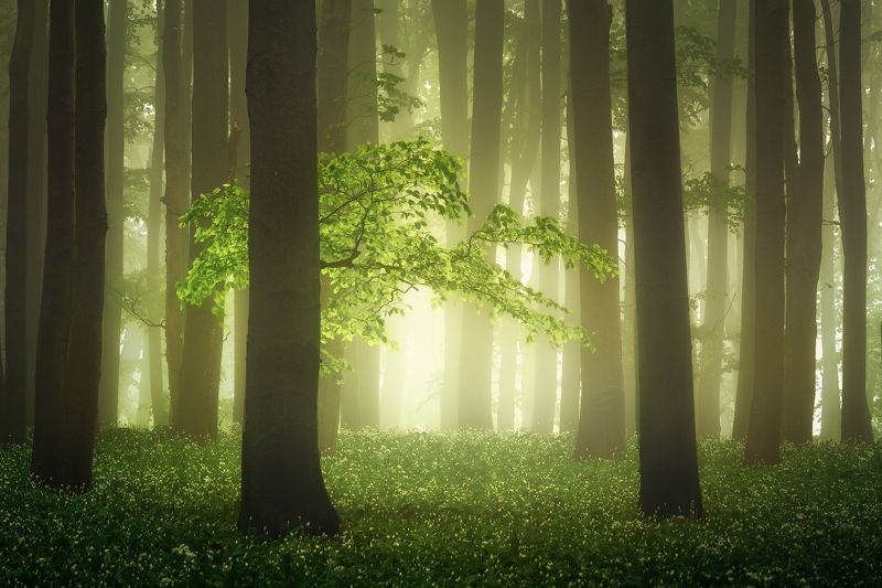 Mysterious forest in the Carpathians фото превью