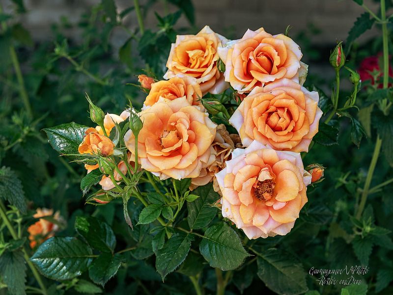 Наши соседи фото превью