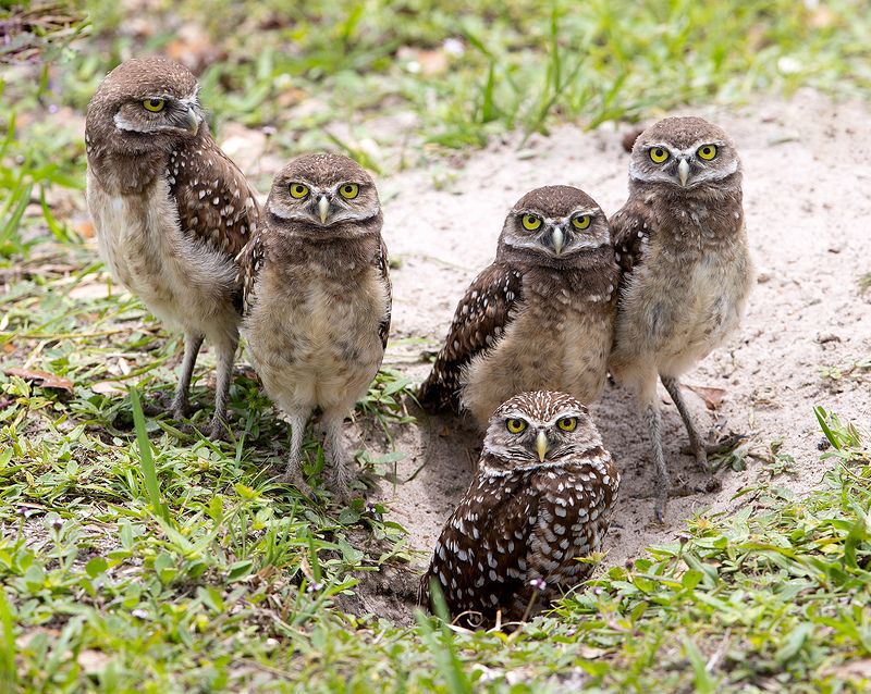 кроличий сыч, florida, burrowing owl, owl, флорида,сыч, хищные птицы Family Owls - Кроличий сыч фото превью