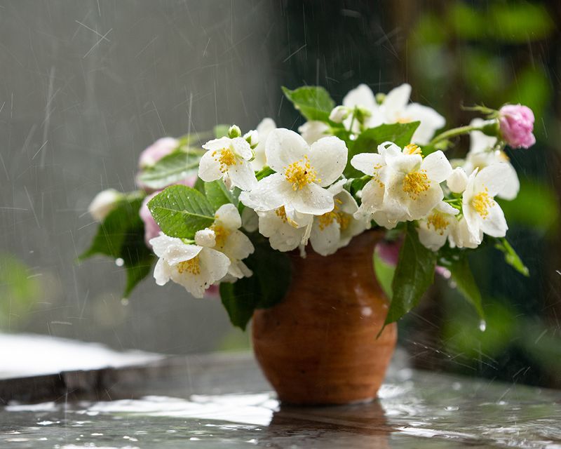 Просто летний дождь пошел... фото превью