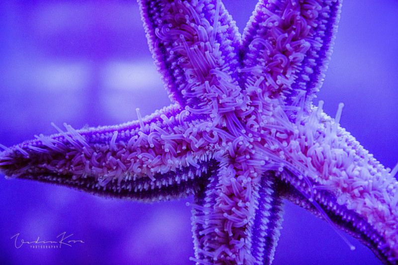 Звезда идет фото превью