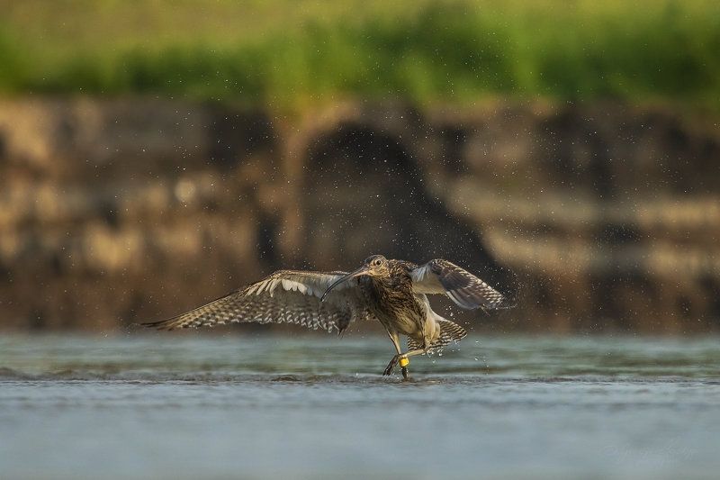 Numenius arquata фото превью