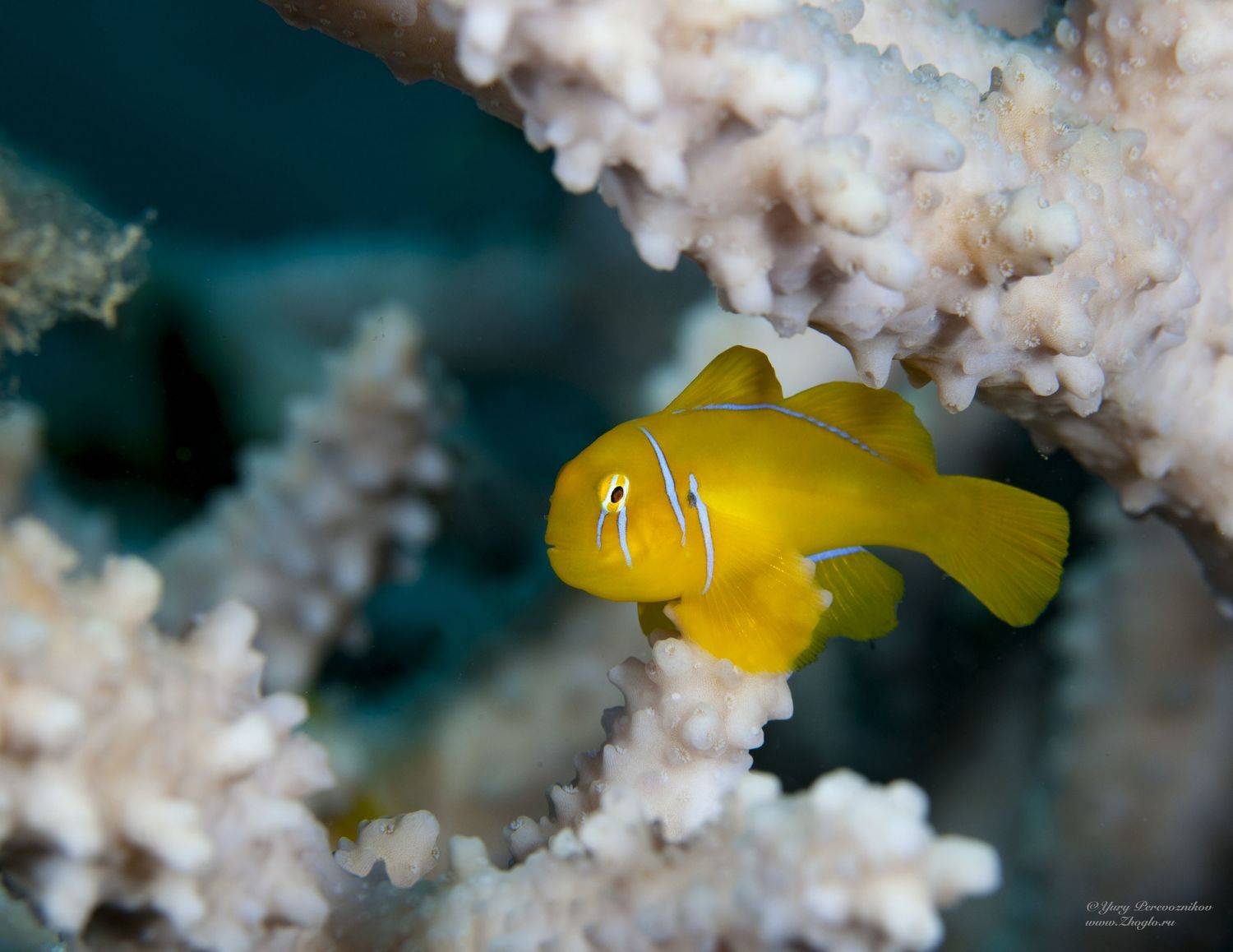 подводное фото подводный мир хургада египет жогло zhoglo красное море, Юрий Перевозников