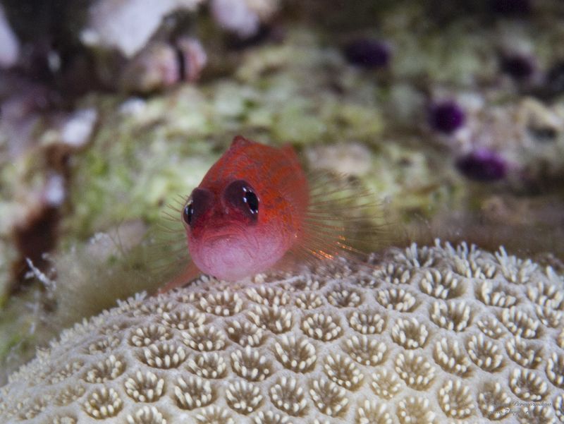 подводное фото подводный мир хургада египет жогло zhoglo красное море Малявка фото превью