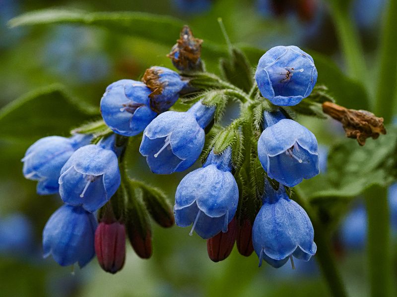 окопник лазоревый фото превью
