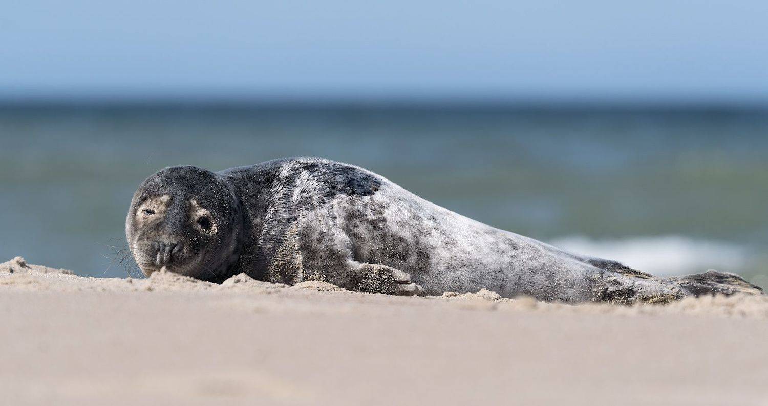 балтика.пляж.нерпа, Александр Смолкин