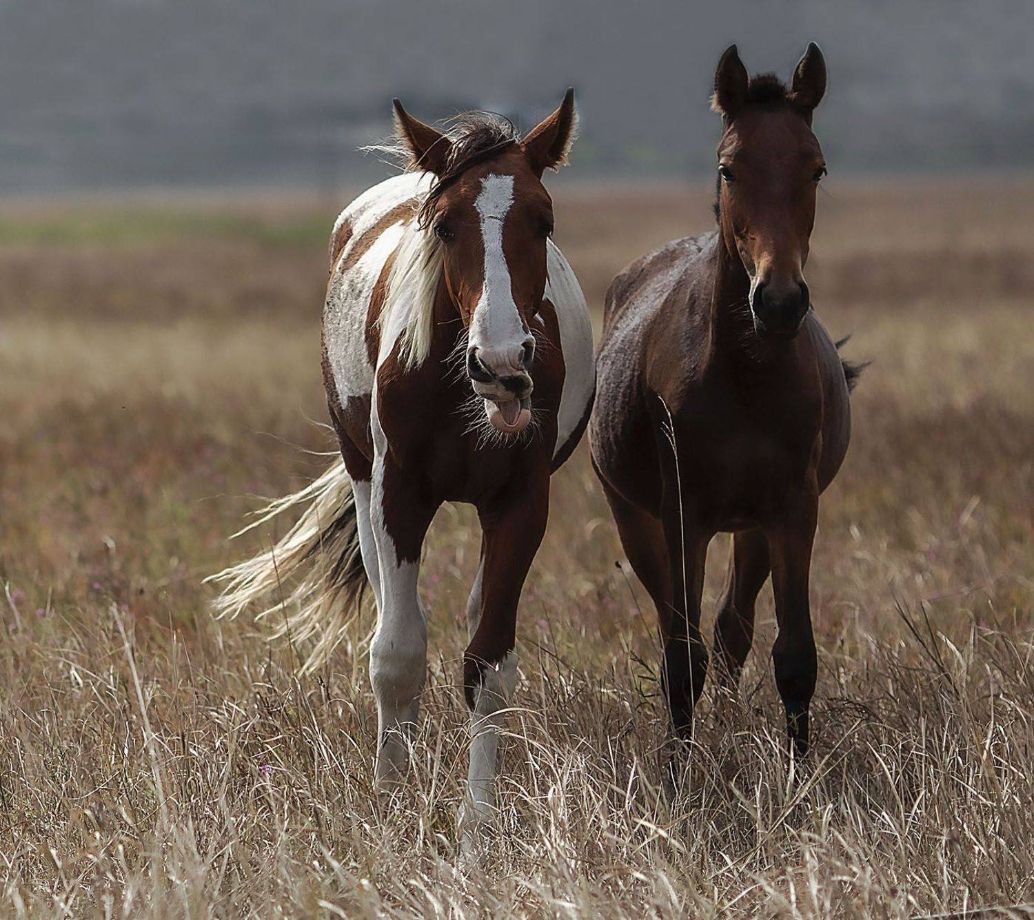 лошади,кони, мустанги,поле,лето,природа, красота, horse, animal, field, summer, nature, Юлия Стукалова