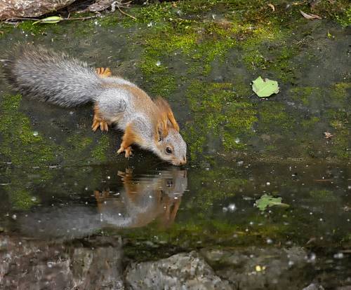 белка у озера..