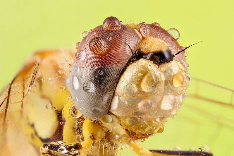 #insect #macro #dragonfly #insects dragonfly фото превью