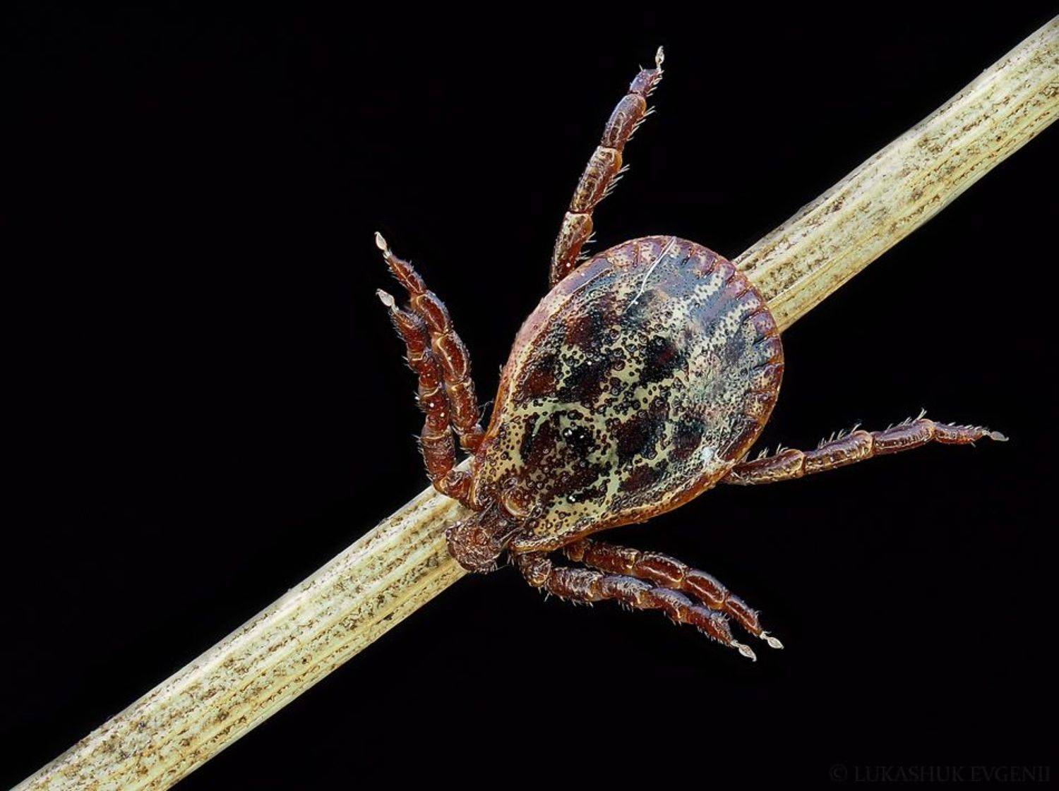 , Евгений Лукашук