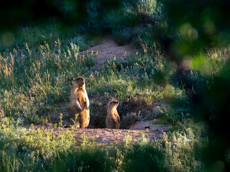 байбак #ProMarmotaBobak фото превью