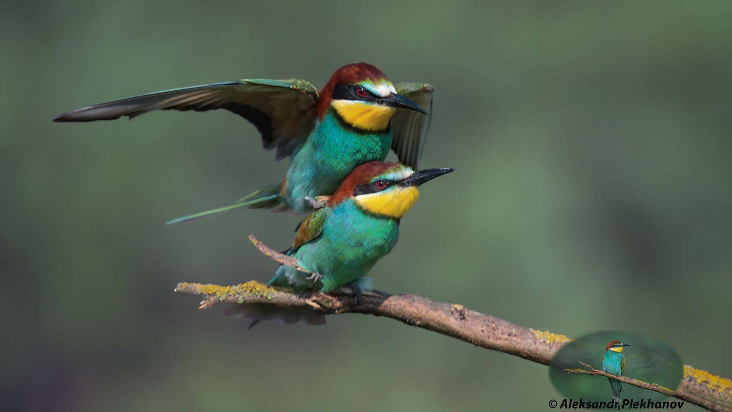 wildlife, Alexander Plekhanov