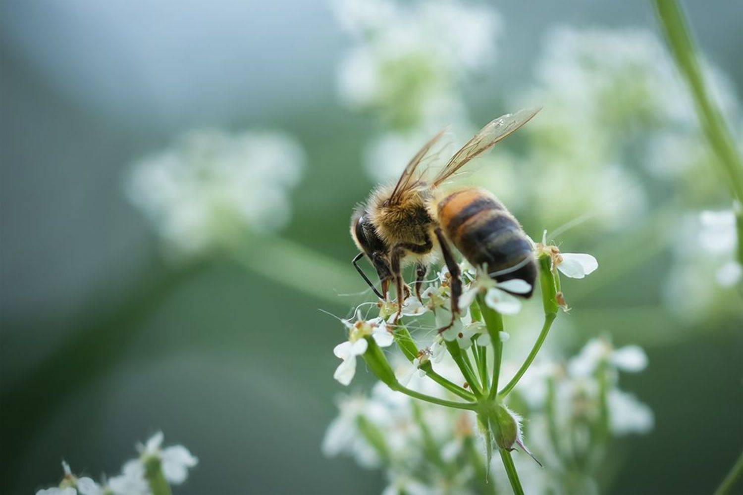 пчела, макро, macro, bee, Марина Хилько