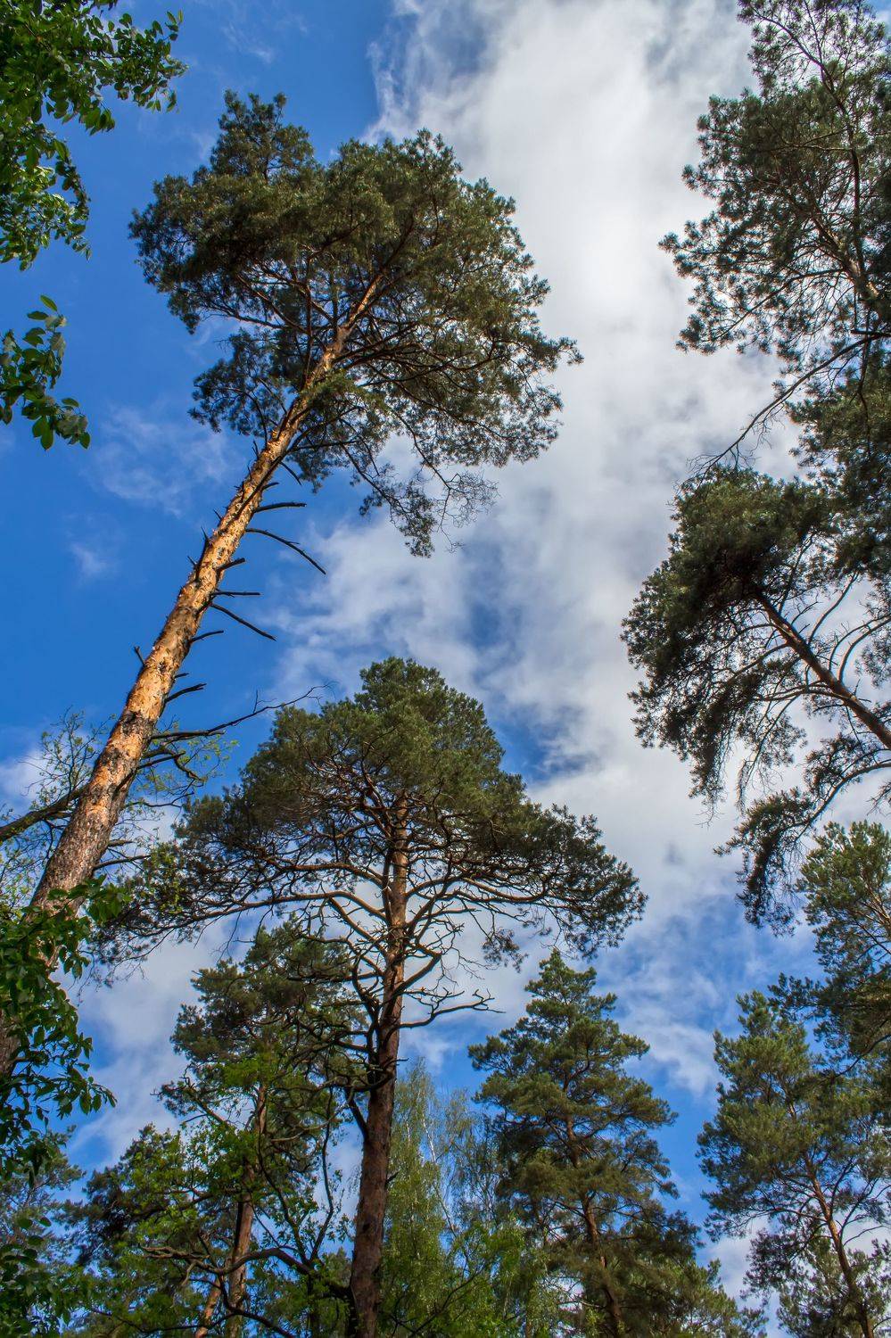 ,  Александр