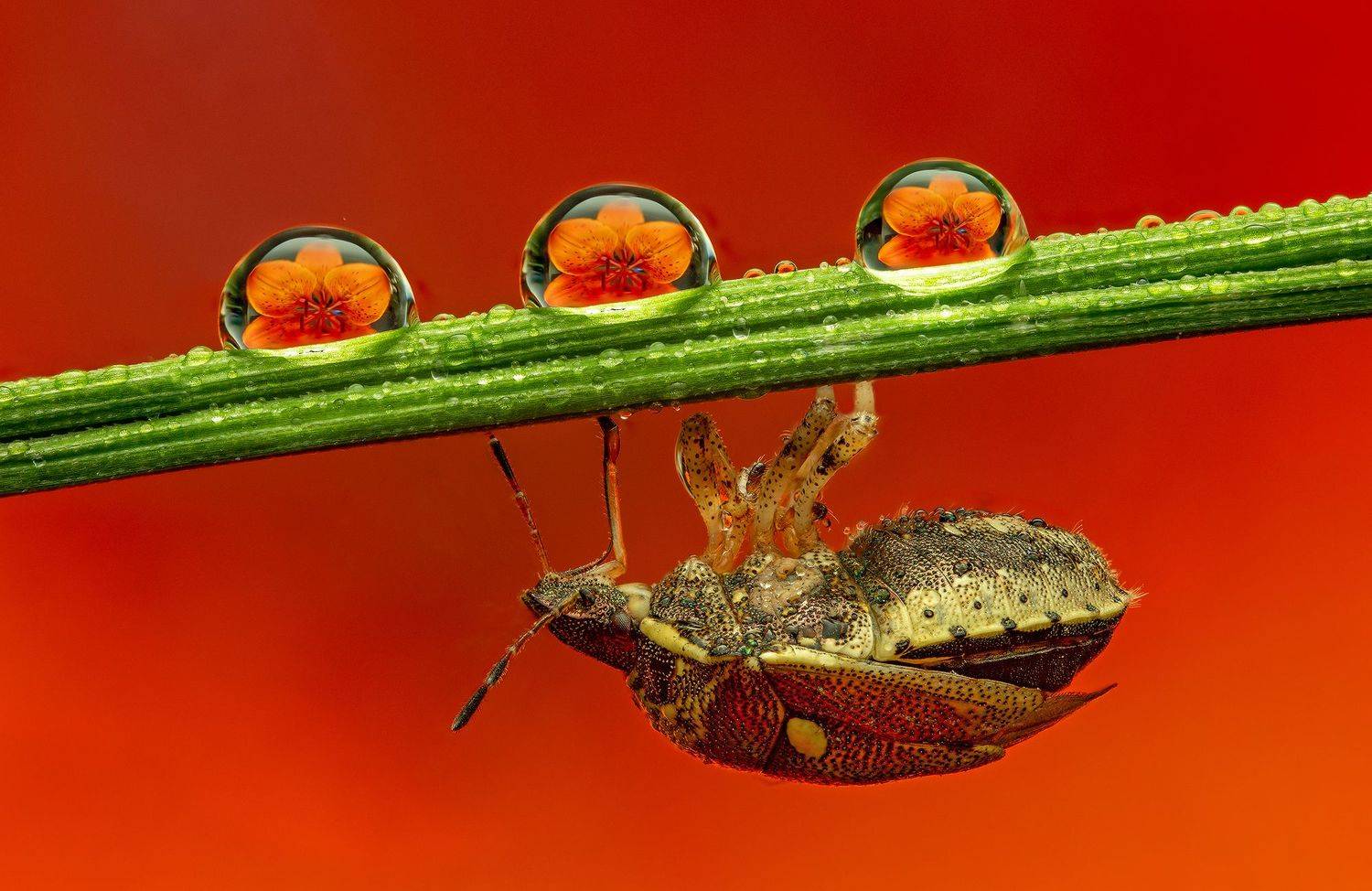 макро, макрофото, цветы, клоп, насекомые, Иван Радьков