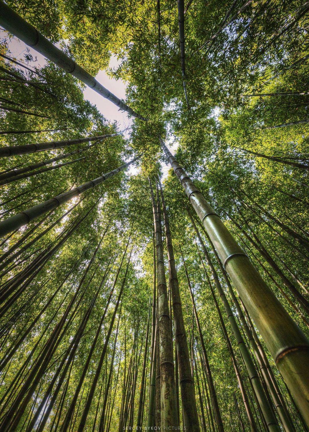 , Сергей Быков