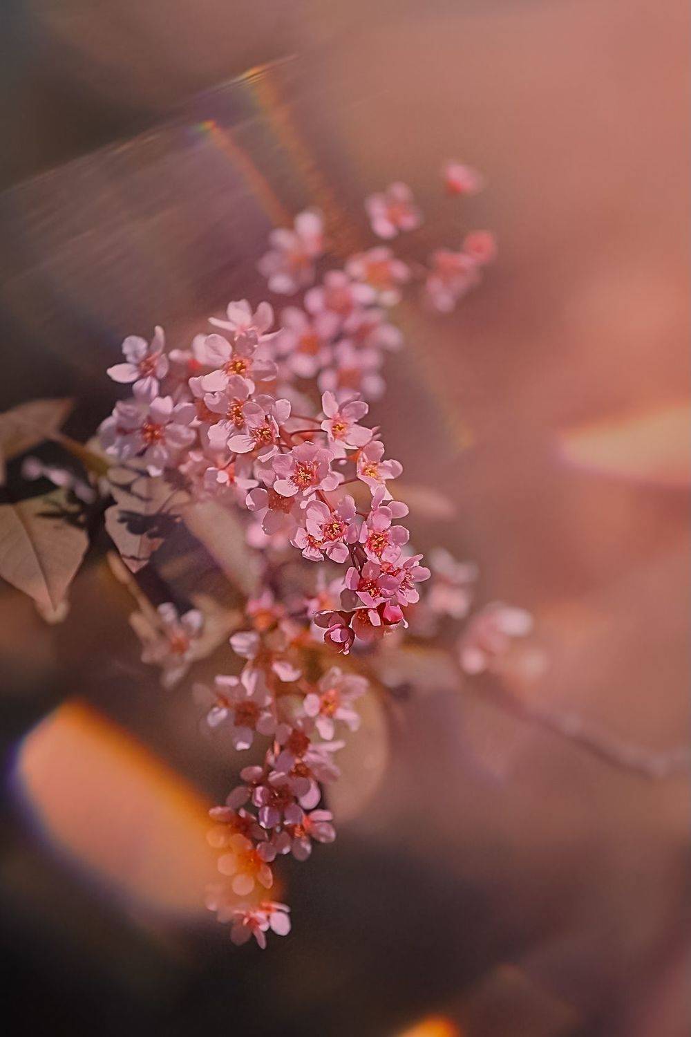 цветы, flowers, макро, macro, Julia Kaissa