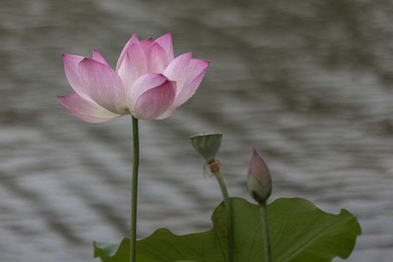 Lotus фото превью