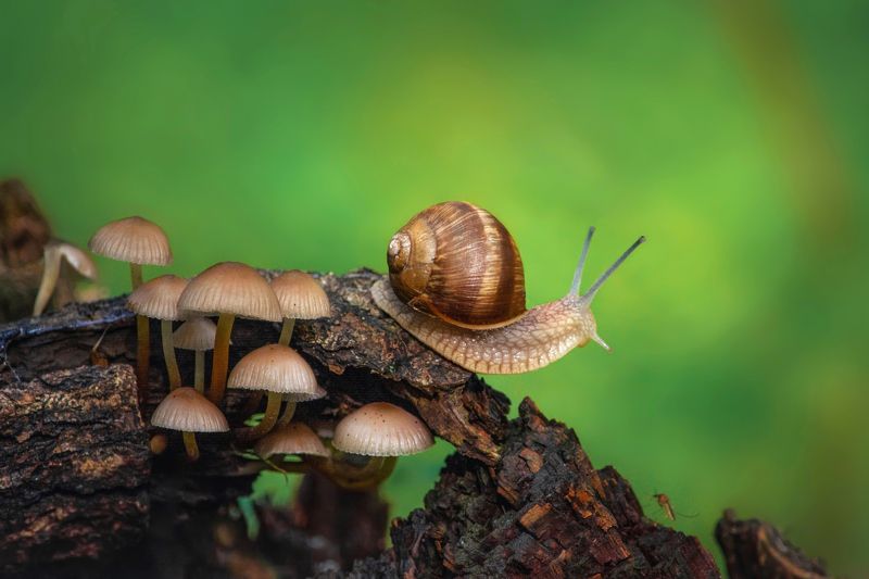 Лесные прогулки фото превью