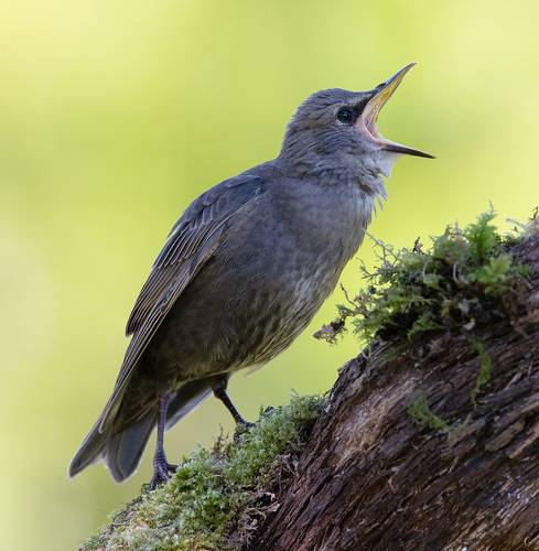 European Starling.  Обыкновенный скворец слеток