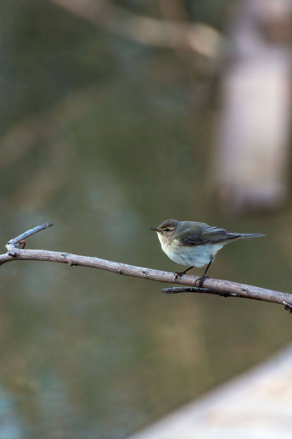 пеночка-теньковка, Алексей Рыльский