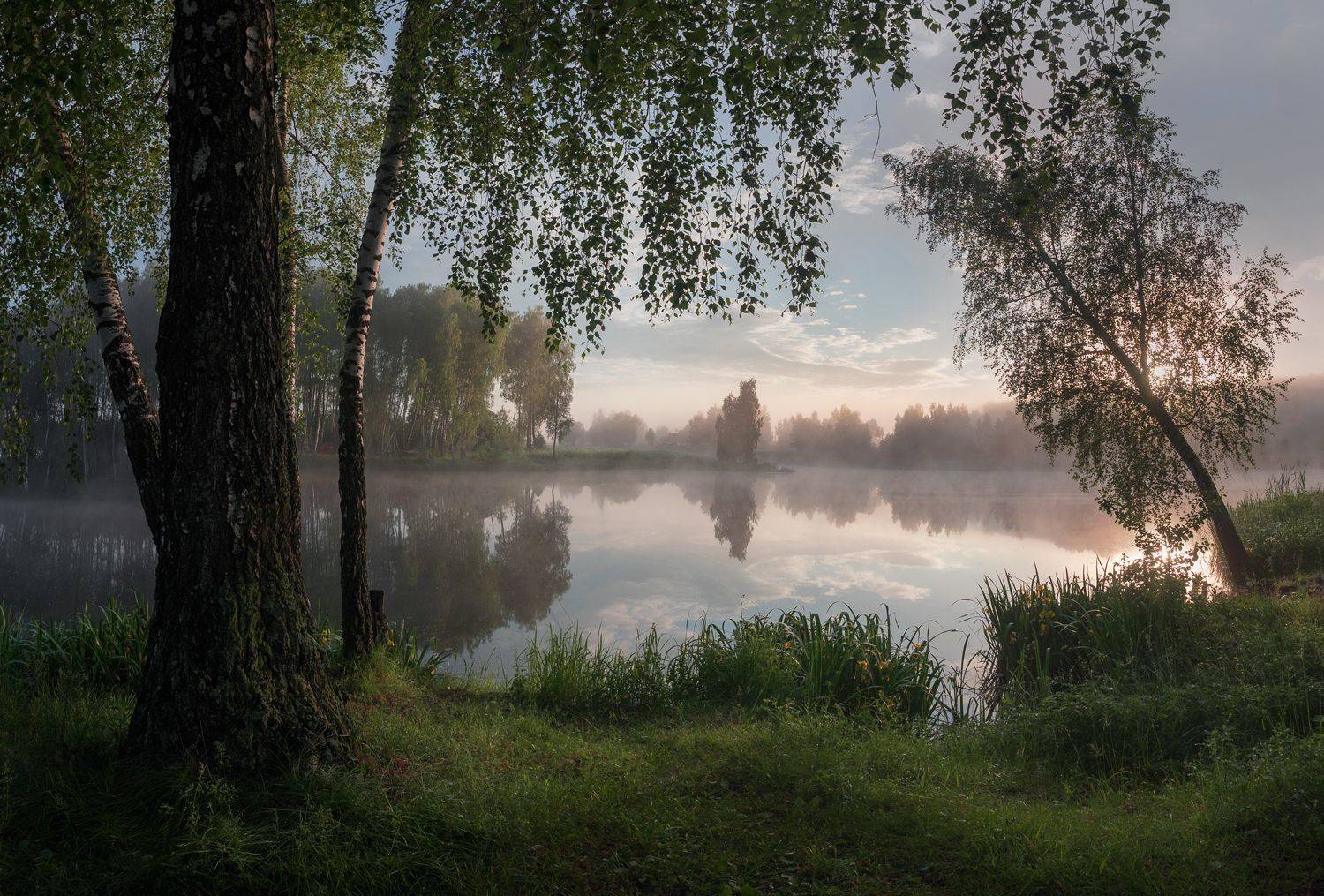 лес, свет, утро, природа, Баранов Олег
