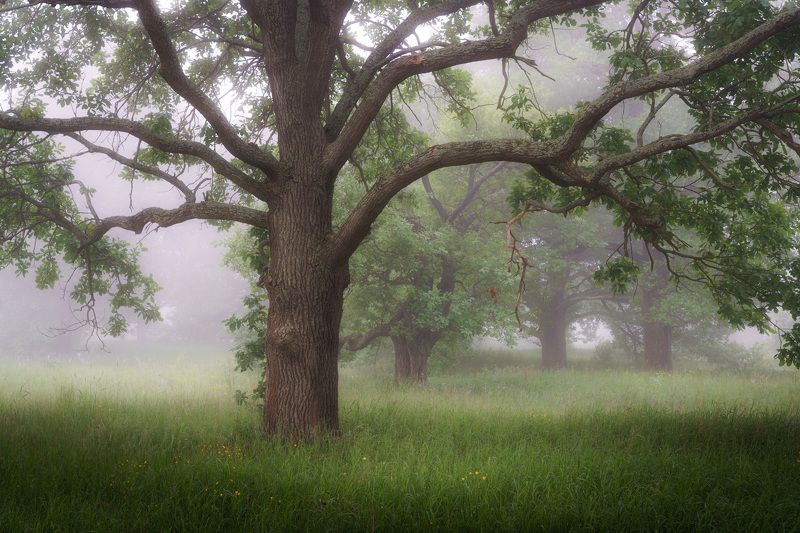 В стране дубов фото превью
