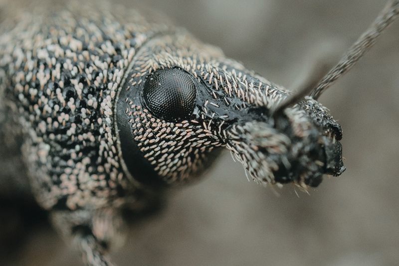 Портрет долгоносика фото превью