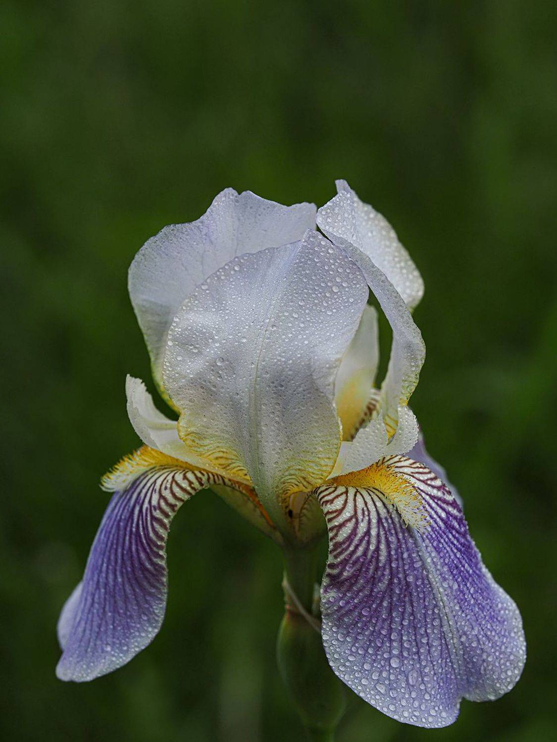 , Сергей Духанин