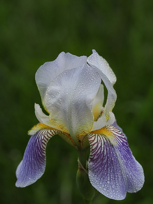 ирис фото превью