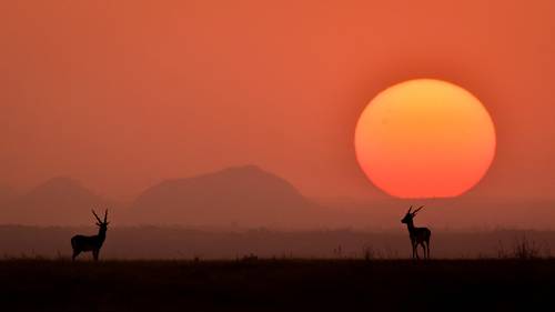 Life on Earth !