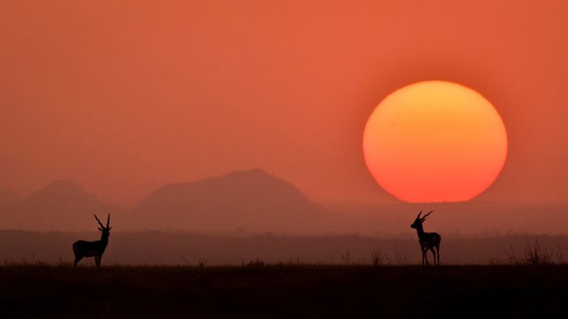 #animals #wildlife #blackbucks #sunset #silhouttes #ahmednagar #maharashtra #planetearth #lifeonearth #wildlifeofahmednagar Life on Earth ! фото превью